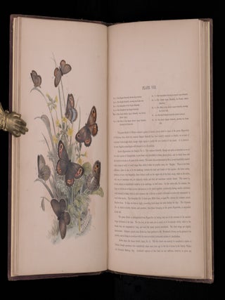 THE GENERA AND SPECIES OF BRITISH BUTTERFLIES.Described and Arranged According to the System Now Adopted in the British Museum.