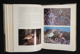 THE ROBINS AND FLYCATCHERS OF AUSTRALIA.