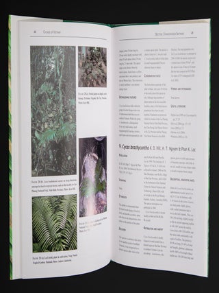CYCADS OF VIETNAM.